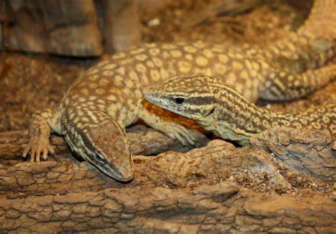 Ackie vs Timor monitor
